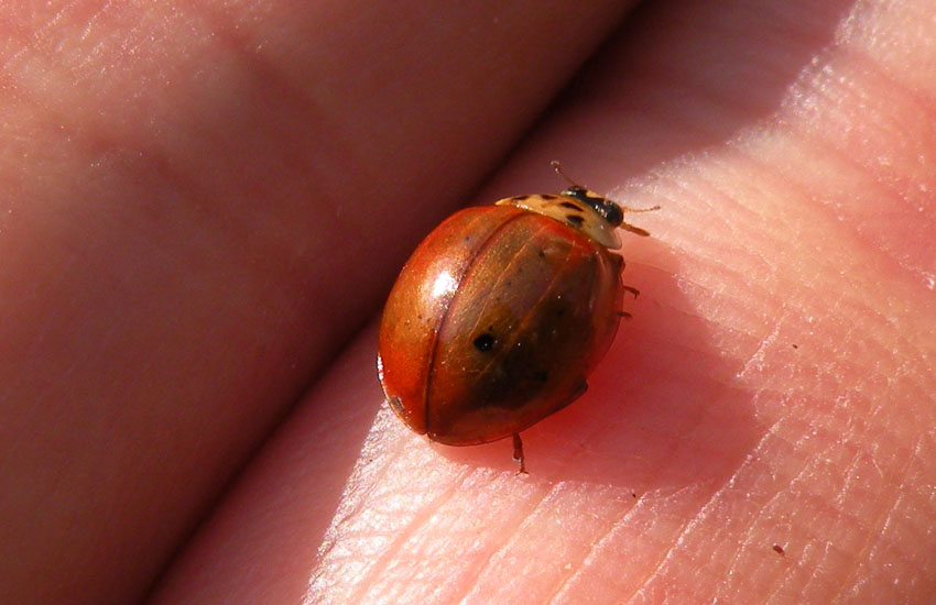 Coccinella nera e gialla - Adalia decempunctata